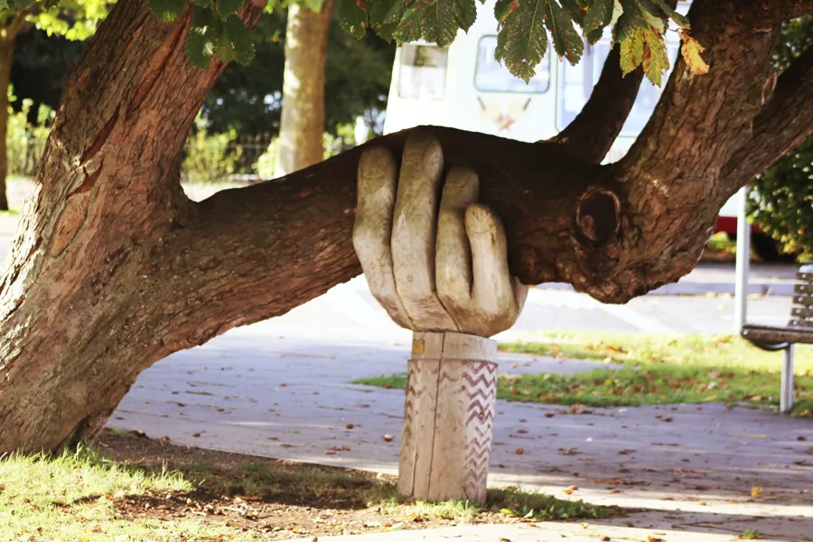 En trehånd som støtter et stort tre