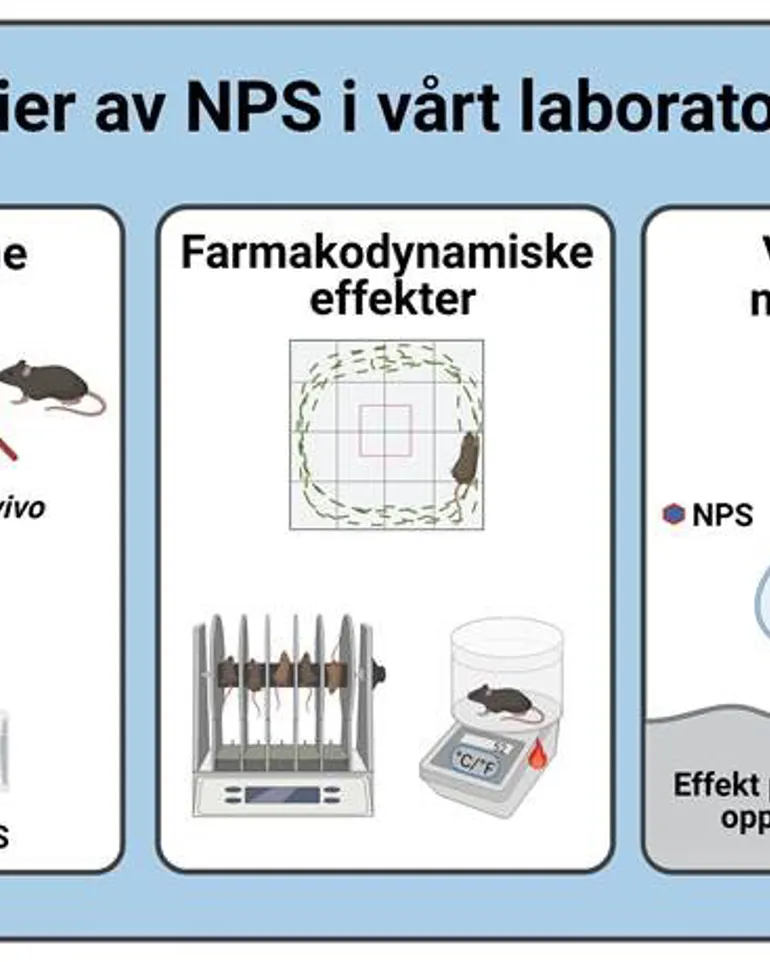 Studier av NPS i vårt laboratorium