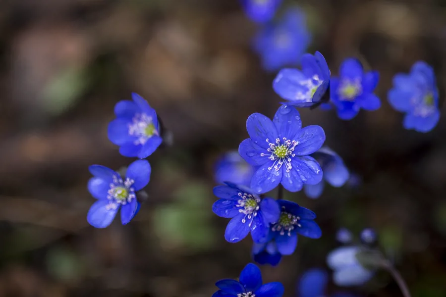 Et nærbilde av blå blomster