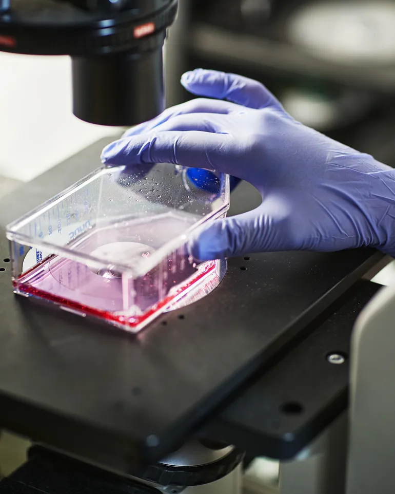 En hansket hånd som holder en plastbeholder med et lilla stoff