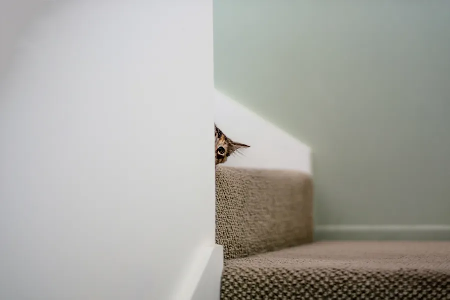 Katt som stikker frem hodet fra bak en vegg