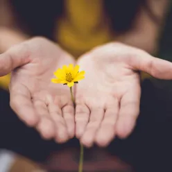 En hånd som holder en gul blomst