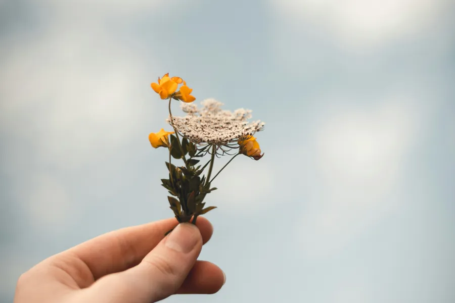 A hand holding a small yellow flower