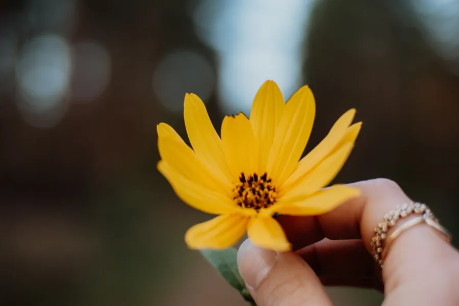 A hand holding a yellow flower