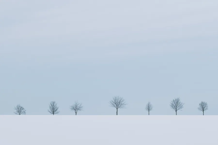 En gruppe trær i et snødekt felt