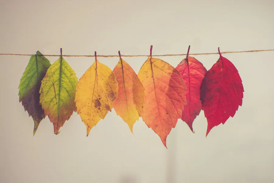 A group of leaves on a line