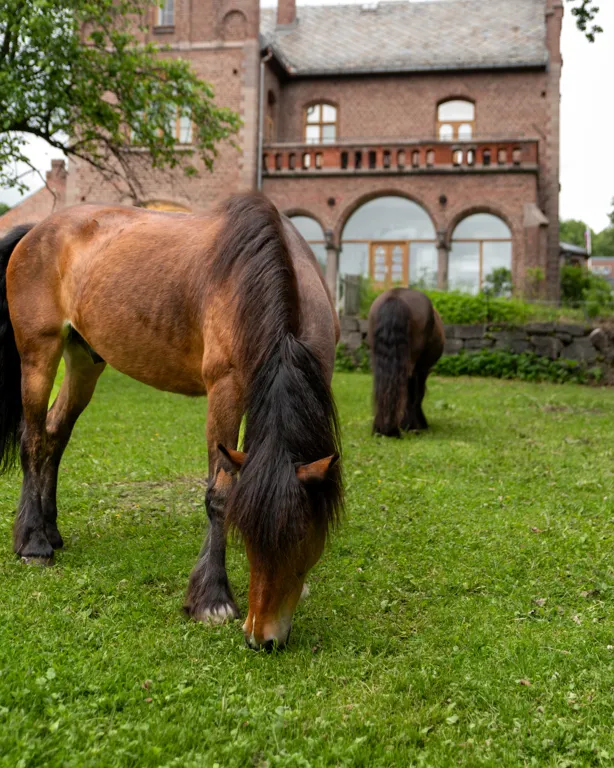 Hester forran kontorbygg
