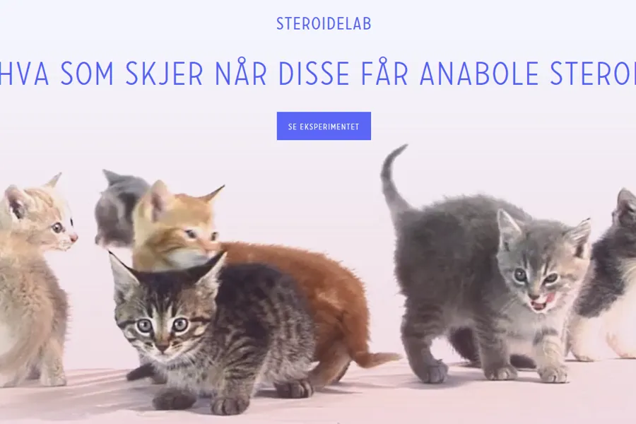 Kattunger kampanje