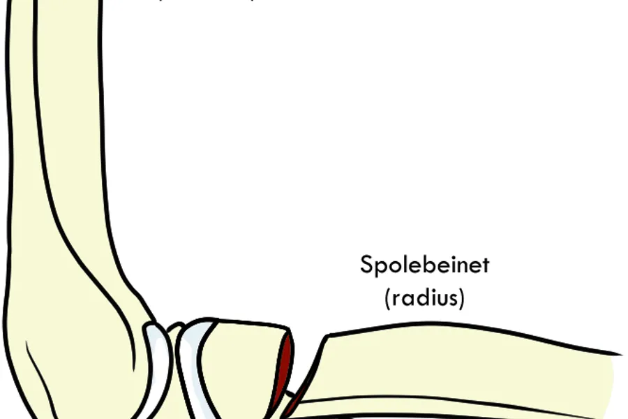 Bilde av albueleddet, humerus, radius og ulna