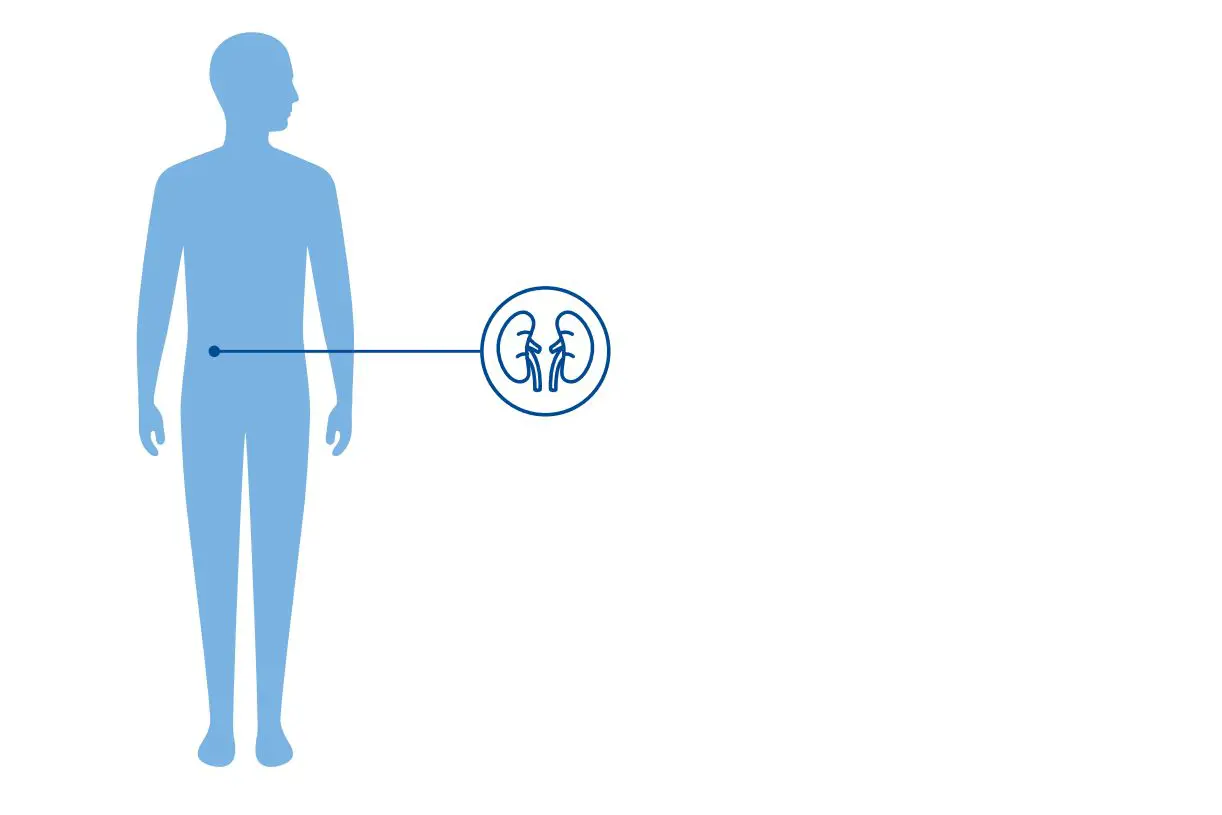 Diagnoseillustrasjon av en blå menneskekropp med et  symbol som viser to nyrer fordi BE/E påviirker nyrefunksjonen. 