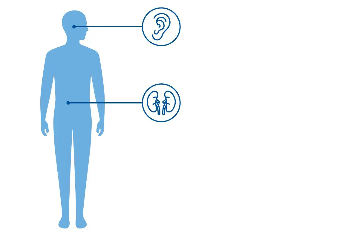 Illustrasjon av en blå menneskekropp og to ikoner av en nyre og ett øre som viser at Alports syndrom påvirker nyrene og hørselen