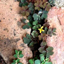 En blomst som vokser frem i en fjellsprekk.
