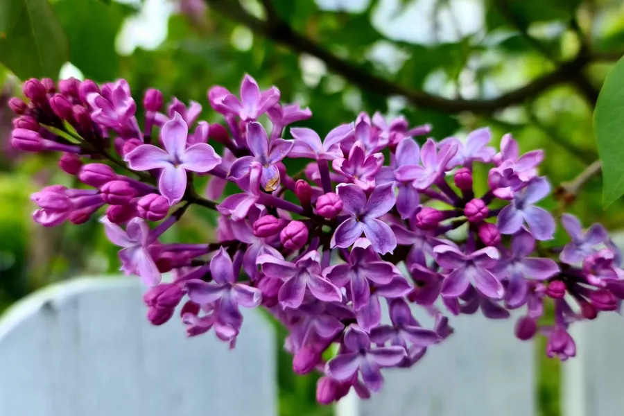 Et nærbilde av en lilla blomst