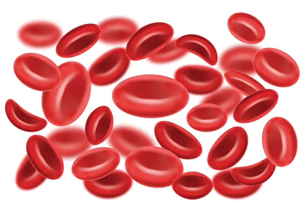Bilde av røde blodlegemene