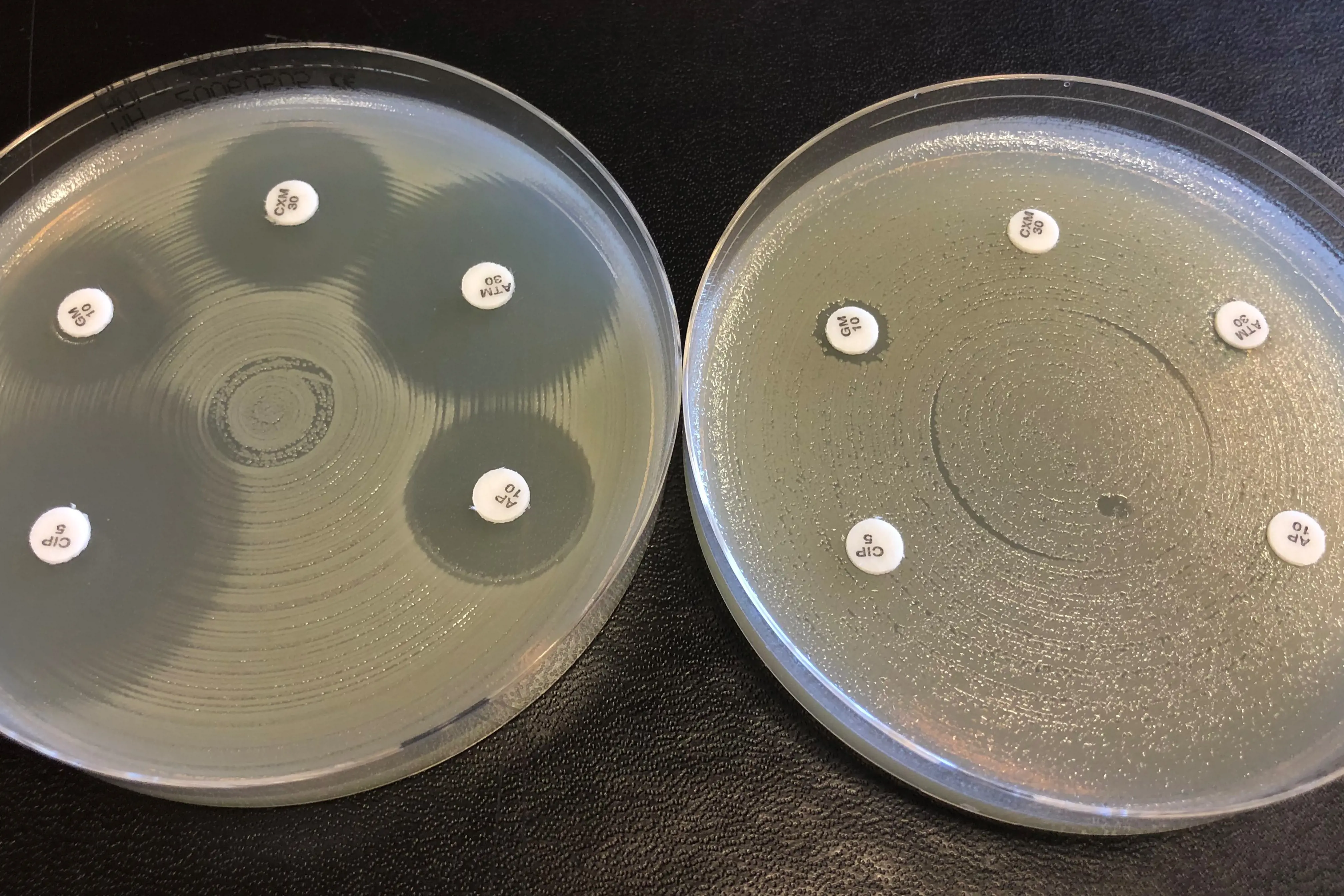 Bilde av bakterie