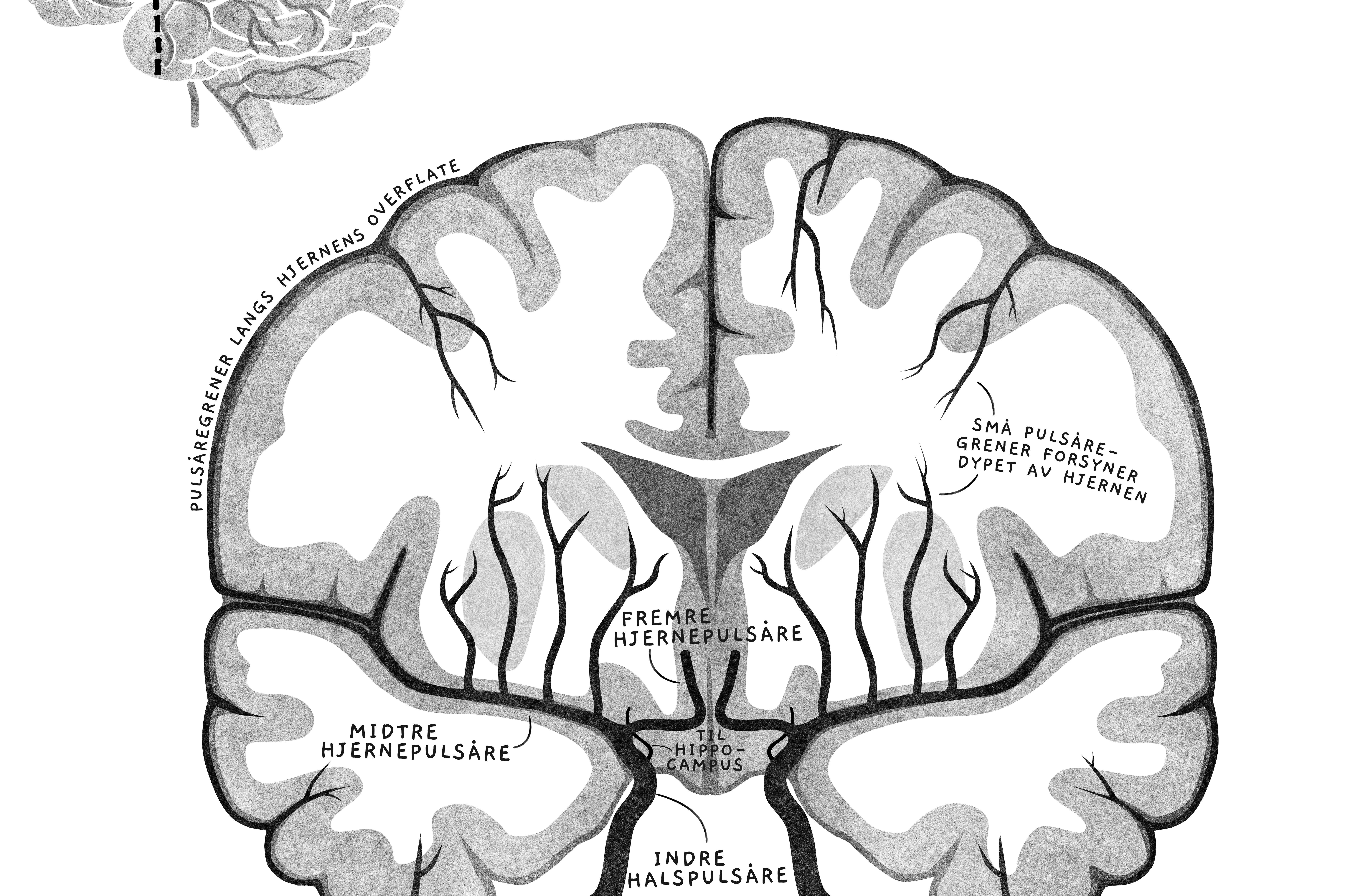 Illustrasjon av hjerne. Beskrevet under.