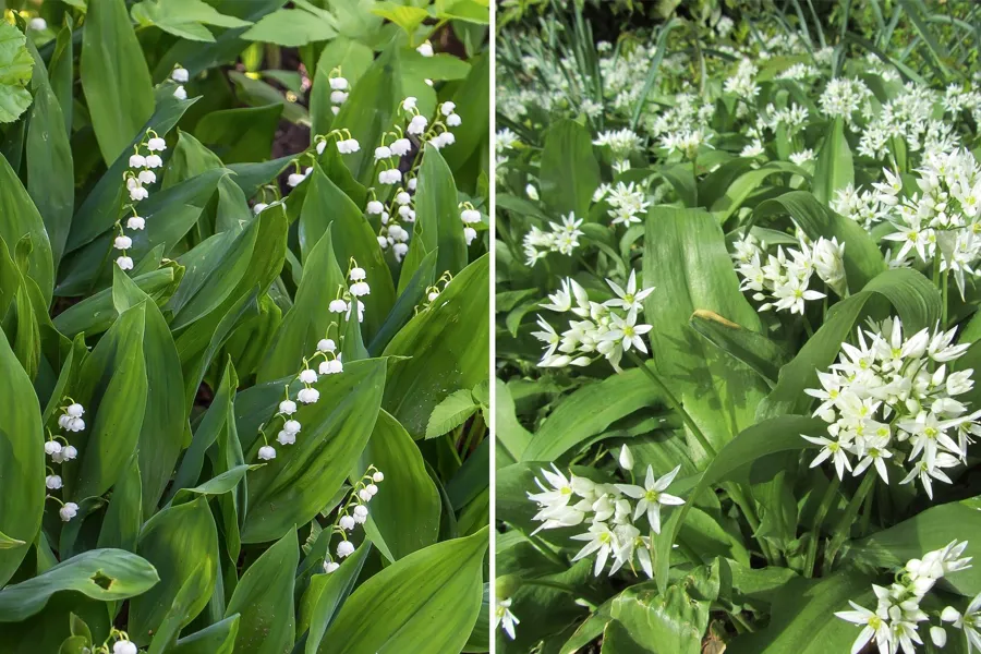 En gruppe planter med hvite blomster