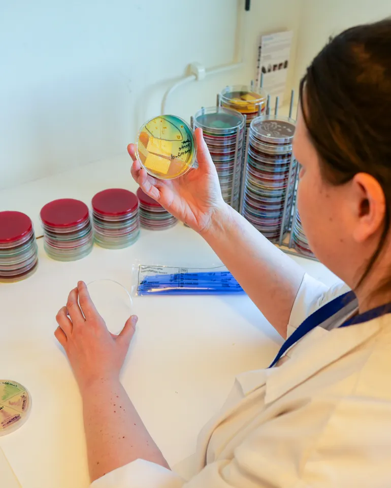 Foto&#58; Bioingeniør som holder en agarskål i høyre hånd. Hun sitter ved en benk, og har blodkulturer samt agarskåler rundt seg.