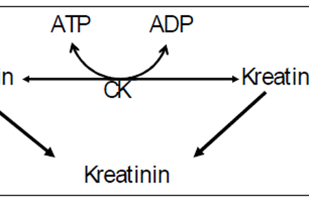 Kreatinomsetning fig 1.PNG