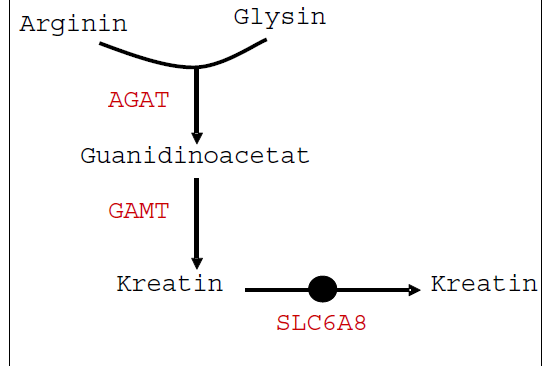 Kreatinomsetning fig 2.PNG