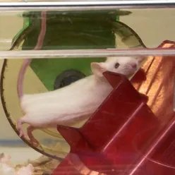 En hvit mus i et rødt plastbur