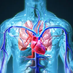 Illustrasjon av hjerte-, lunge- og karsystemet