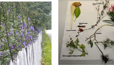 To bilder hvor det ene viser planter bak et gjerde, og det andre ulike blomster tørket på et papir.
